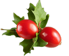 Hawthorn