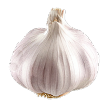 Aged garlic