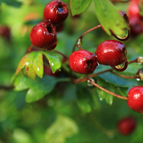 Red hawthorn berries on a branch, studied for blood pressure support